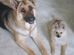 Tanya, berger allemand et Kiki, spitz nain - Berger Allemand