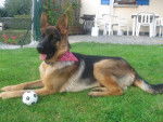 Berger allemand - Blacky du manoir de junon - Berger Allemand