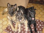 berger allemand poil long les Petits Loups - Berger Allemand