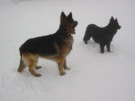berger allemand poil long Chanka et Ziggy - Berger Allemand