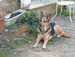 Berger allemand - Gipsy - Berger Allemand