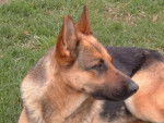 Berger allemand, VIKI, fem. 4ans - Berger Allemand