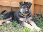 SPARKY,berger allemand(mon futur chien) - Berger Allemand