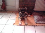 Berger Allemand croisé Husky - Berger Allemand