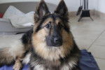 x berger allemand Lucky - Berger Allemand