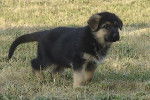 Photo chiot Berger Allemand - Berger Allemand