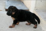 Photo chiot Berger Allemand : Coubi - Berger Allemand