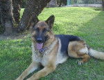 Lycan, Berger Allemand - Berger Allemand