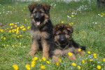 Chiots bergers allemands à poils longs - Ba'Kita - Berger Allemand
