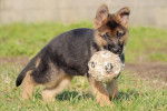 Efflam, chiot Berger Allemand - Berger Allemand