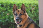 Beau portrait de Ulysse berger Allemand 9 ans - Berger Allemand (9 ans)
