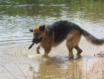 Randal dans l'eau avec un baton - Berger Allemand