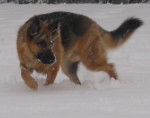Randal bataille avec la neige - Berger Allemand
