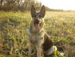 Lobo 9 mois - Berger Allemand (9 mois)