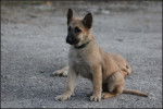 Un jeune Berger Allemand beige en position assise