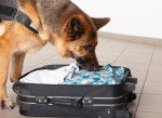 Un Berger Allemand renifle une valise ouverte