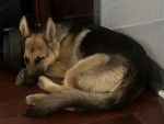 Un Berger Allemand allongé sur un plancher et semblant détendu 