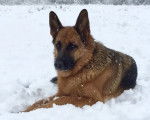 Un Berger Allemand allongé sur une surface enneigée