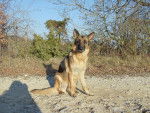 Belle - Berger Allemand Femelle (4 ans)