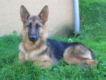 Braise chiot - Berger Allemand Femelle (5 mois)