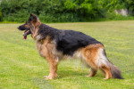 Un Berger Allemand sur une pelouse verte