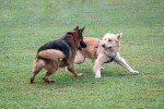 Un Berger Allemand confrontant un Golden Retriever 