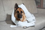 Un Berger Allemand allongé sur le sofa et enveloppé de papier toilette