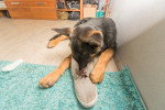  Un Berger allemand mordant une chaussure 