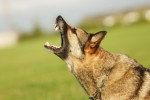 Aboiement d'un Berger allemand 