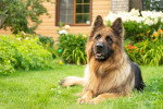 Un Berger allemand  allongé dans l'herbe verte d'un jardin fleuri, devant une maison en bois.