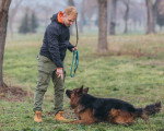 Un Berger allemand couché au sol et attentif aux instructions de son maître 