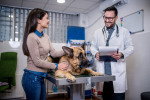 Un Berger Allemand allongé sur la table du vétérinaire 