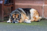 Un Berger Allemand allongé et semblant en surpoids