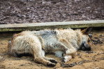Un Berger Allemand allongé et semblant mort