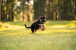 Un chiot Berger Allemand courant dans l'herbe