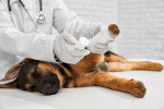 Un chiot Berger Allemand se faisant bander la patte