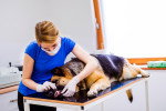 Un Berger Allemand se faisant examiner les dents