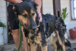 Un Jeune Berger Allemand prenant son bain