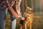 Un Berger Allemand s'hydrate