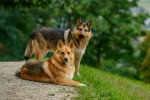 Un couple de Bergers Allemands