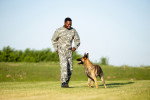 Un Berger Allemand jouant avec un militaire 