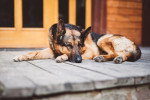 Un Berger Allemand allongé à l'entrée d'un domicile
