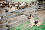 Un Berger Allemand assis et surveillant les moutons