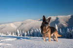 Un Berger Allemand dans la neige 