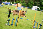 Un Berger Allemand sautant par dessus une haie d'agility