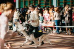 Un Berger Allemand participant à l'exposition du Palais des sports lors d'une exposition canine internationale.