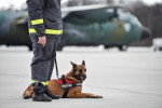 Un Berger Allemand de sauvetage allongé à côté d'un secouriste
