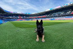 Un Berger Allemand allongé sur la pelouse verdoyante du Parc des Princes à Paris, en France.