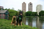 Un Berger Allemand portant un harnais vert assis à droite d'un chien Shar Pei au bord du lac de Central Park à New York.