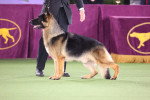Un Berger Allemand de profil en posture de présentation lors d’une compétition canine.